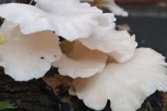oyster-mushroom-1268179