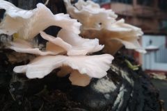 oyster-mushroom-1268181