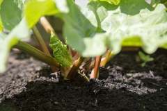 edible-fresh-garden-gardening-preview
