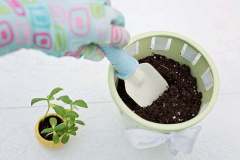 planting-gardening-flower-pot-spring-preview