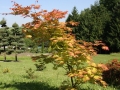Zahrada s arboretem IMG_8961