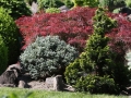 Zahrada s arboretem IMG_8997