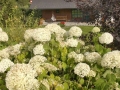 hortenzie (2)