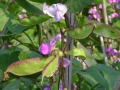 beans-918008_1280