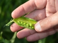 peas-655267_1280