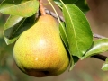 pear-1586866_640