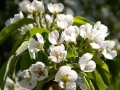 spring-1409907_640