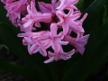 320px-Hyazinthe_rosa_3255-kopie-kopie