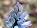 hyacinth-1288312_640