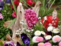 hyacinth-3318685_640