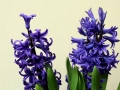 hyacinth-4036849_640