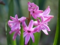 hyacinth-4110796_640