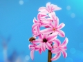 hyacinth-4111299_640