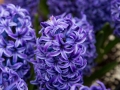 hyacinth-flowers-1468398279AKd