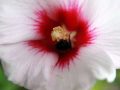 Hibiscus_syriacus_2zz