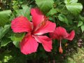 hibiscus-2696396_640