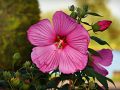 hibiscus-3614208_640