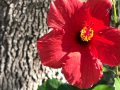 hibiscus-850332
