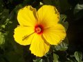hibiscus-99474_640