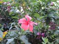 hibiscus-flower-plant-flowering-plant-chinese-hibiscus-flora-1460927-pxhere.com_