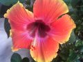 hibiscus-multi-colored-1553241