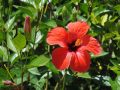 plant-flower-botany-flora-shrub-hibiscus-671366-pxhere.com_