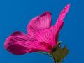 swamp-hibiscus-174016_640