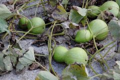 640px-Lagenaria_siceraria_4