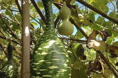 Callebasse_-_The_bottle_gourd_Lagenaria_siceraria