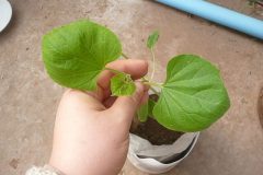 Lagenaria_siceraria_-_6_leaves_plants_cordate_leaves