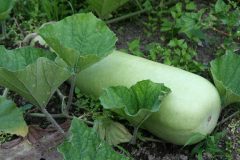Lagenaria_siceraria_Clavata_Group1SHSU