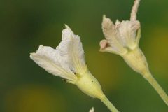Lagenaria_siceraria_Molina_Standl._48879333023