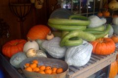 Lagenaria_siceraria_edible_at_immature_stage_cultivar_-_Greenwood_Gourmet_Grocery_in_Crozet