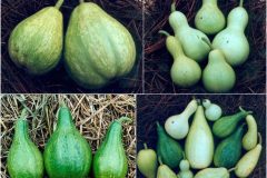 Lagenaria_siceraria_mate_fruits_from_accesion