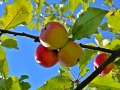 apple-1609694_640