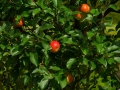 apple-1610347_640