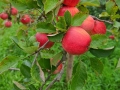 apple-1647858_640