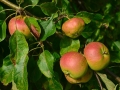 apple-1736524_640