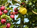 apple-1756941_640