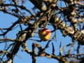apple-1824353_640