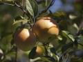 apple-2517332_640