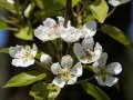 apple-blossom-1377635_640