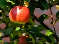 apple-tree-429213_640