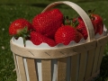 basket-strawberries-2208356_1280