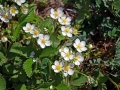 blooming-wild-strawberries-1337148_1280