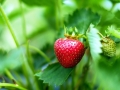 strawberries-1453352_1280