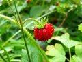strawberry-7649_640