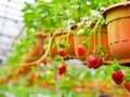 strawberry-785070_1280