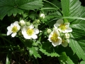 strawberry-flowers-1391096_1280