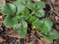 strawberry-plant-with-buds-2122546_1280